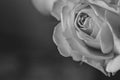 Rose flower close-up on a dark background, black and white image. greeting card concept. horizontal photo Royalty Free Stock Photo