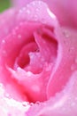 Rose flower close-up macro shot