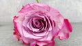 Rose flower