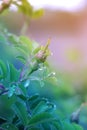 Rose flower closeup. Blossom rose with water drops of rain on gr