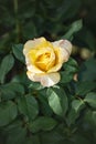 Rose flower closeup. Shallow depth of field. Spring flower of yellow rose Royalty Free Stock Photo