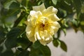 Rose flower closeup. Shallow depth of field. Spring flower of yellow rose Royalty Free Stock Photo