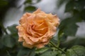 Rose flower closeup. Shallow depth of field. Spring flower of orange rose Royalty Free Stock Photo