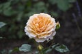 Rose flower closeup. Shallow depth of field. Spring flower of orange rose Royalty Free Stock Photo