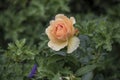 Rose flower closeup. Shallow depth of field. Spring flower of orange rose Royalty Free Stock Photo