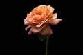 Rose flower closeup. Shallow depth of field. Spring flower of orange rose Royalty Free Stock Photo