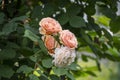 Rose flower closeup. Shallow depth of field. Spring flower of orange roses Royalty Free Stock Photo