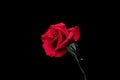 Rose flower closeup. Shallow depth of field. Spring flower of red rose isolated on black background Royalty Free Stock Photo