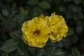 Rose flower closeup. Shallow depth of field. Spring flower of yellow rose Royalty Free Stock Photo