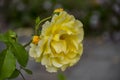 Rose flower closeup. Shallow depth of field. Spring flower of yellow rose Royalty Free Stock Photo