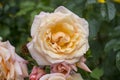 Rose flower closeup. Shallow depth of field. Spring flower of yellow rose Royalty Free Stock Photo