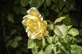 Rose flower closeup. Shallow depth of field. Spring flower of yellow rose Royalty Free Stock Photo