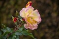 Rose flower closeup. Shallow depth of field. Spring flower of yellow rose Royalty Free Stock Photo