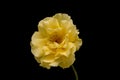 Rose flower closeup. Shallow depth of field. Spring flower of yellow rose isolated on black background Royalty Free Stock Photo