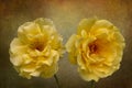 Rose flower closeup. Shallow depth of field. Spring flower of yellow roses isolated on vintage background Royalty Free Stock Photo