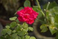 Rose flower, closeup view. Rose flower, closeup of beautiful rose flower in the