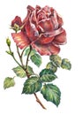 Rose flower, color pencil, illustration