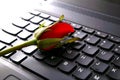Rose flower on a computer keyboard Royalty Free Stock Photo