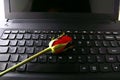 Rose flower on a computer keyboard Royalty Free Stock Photo