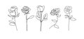 Rose flower continuous line drawing single hand drawn set element collections. Minimalism floral botanical garden vector Royalty Free Stock Photo