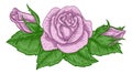 Rose Flower Design Woodcut Vintage Retro Style