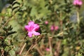 Rose flower details background,Rosa,Rosa rubiginosa, European species, Introduced species