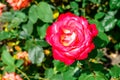 Rose flower of the Double Delight variety, close-up, isolated on green foliage background, outdoors. Beautiful bicolor flower on a