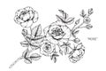 Rose flower drawing illustration. Black and white with line art.