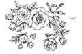 Rose flower drawing and sketch. Royalty Free Stock Photo