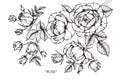 Rose flower drawing and sketch. Royalty Free Stock Photo