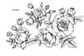 Rose flower drawing and sketch. Royalty Free Stock Photo