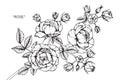 Rose flower drawing and sketch. Royalty Free Stock Photo