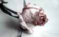 The rose flower is dried, withered. Pink roses. Flowers. Use printed materials, signs, items, websites, maps, posters, postcards, Royalty Free Stock Photo