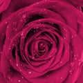 Rose flower in drops closeup in bloom. Pink purple roses background Royalty Free Stock Photo