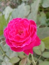 Rose flower dynamic glorious view