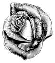 Rose Flower in Engraved Etching Woodcut Style