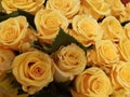 yellow rose flower in a floral bouquet for gift of love, background and texture