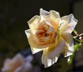 Rose flower, flowering in light pink peach apricot to creamy white, lions rose bred by kordes as a healthy shrub for the garden