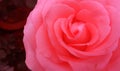 Rose flower frame Royalty Free Stock Photo