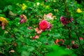 Rose flower garden blossom nature scenic view green outdoor photo Royalty Free Stock Photo