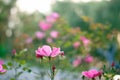 Rose flower garden Royalty Free Stock Photo