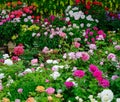 Rose flower garden in spring time Royalty Free Stock Photo