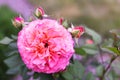 Rose flower with gently pink petals. Close-up. The concept of selection of beautiful plants for landscape design in gardens