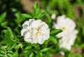 Rose flower grade alise, flowers are pure white, one flower in bloom Royalty Free Stock Photo