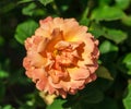 Rose flower grade easy does it, one large flower, orange-peach hue,