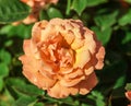 Rose flower grade easy does it, one large flower, orange-peach hue,