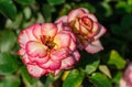 Rose flower grade leo ferre, two flowering plants pink-white