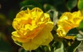 Rose flower grade princess alice, golden-yellow rose Royalty Free Stock Photo