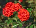 Rose flower grade trumpeter, orange-scarlet cupped flowers Royalty Free Stock Photo