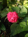 Rose Flower with Green Leaf Background.